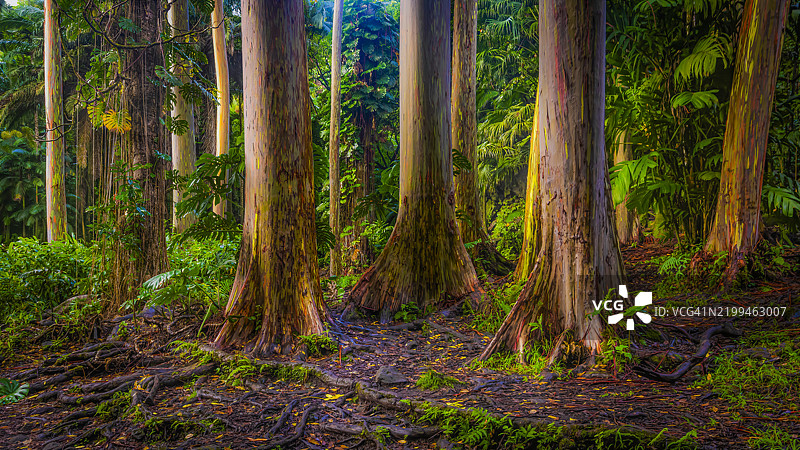 森林中的树木，哈纳，夏威夷，美国，USA图片素材