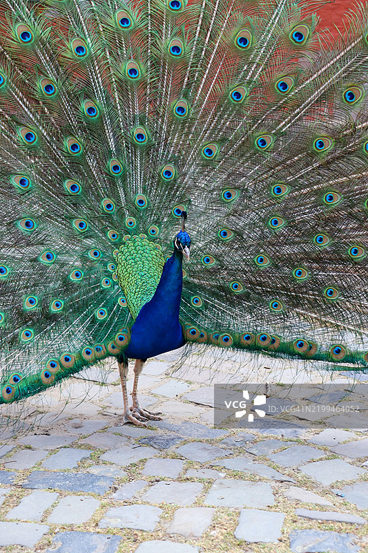 德国的孔雀特写图片素材