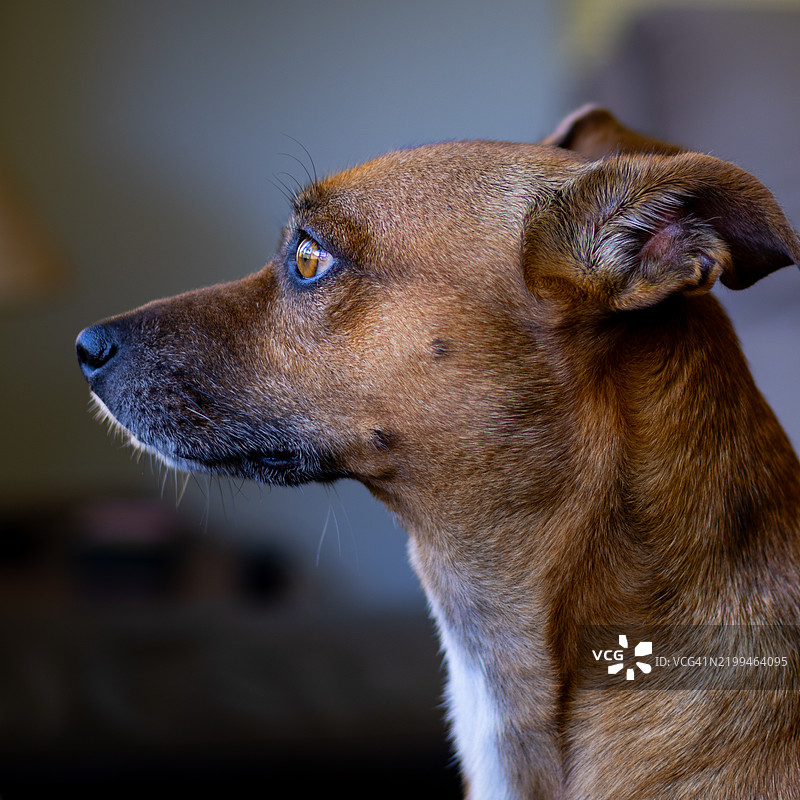 狗的特写镜头图片素材