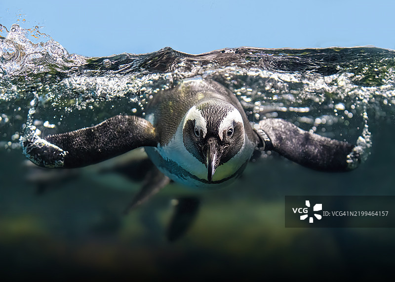 海龟在海底游泳的特写镜头，美国，USA图片素材