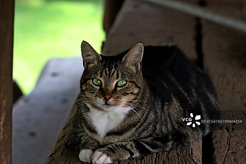 猫的特写肖像图片素材