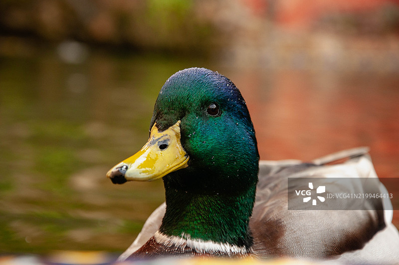 野鸭特写镜头图片素材