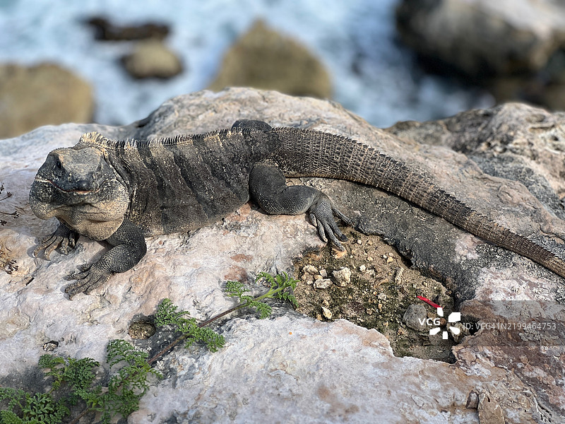 岩石上的绿鬣蜥特写，墨西哥穆赫尔斯岛图片素材
