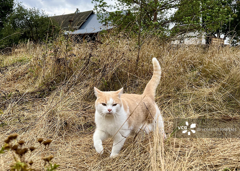 红白相间的猫站在乡村干燥的秋季草地上图片素材