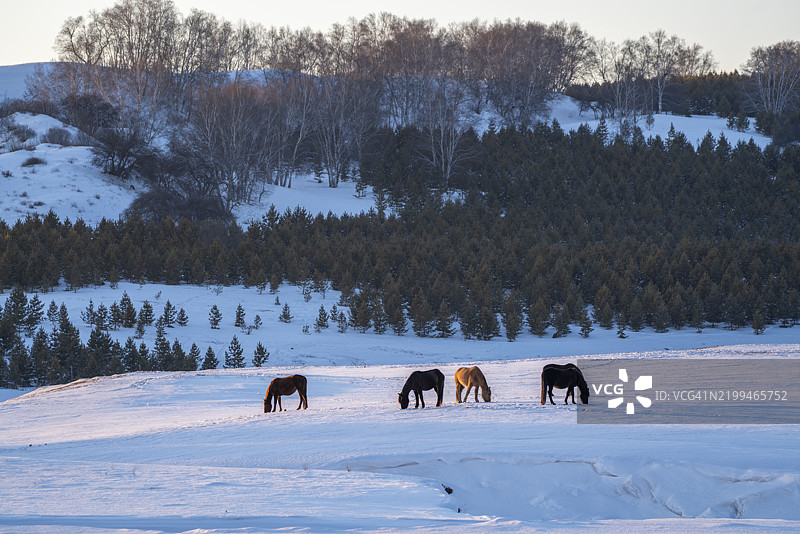 一群马在雪中图片素材