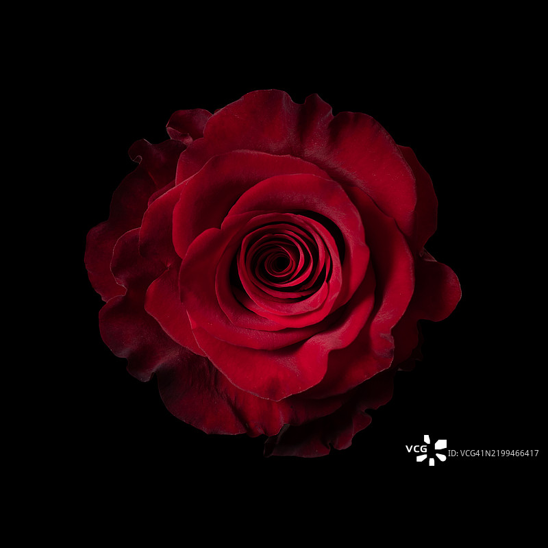 黑色背景下的红玫瑰特写图片素材