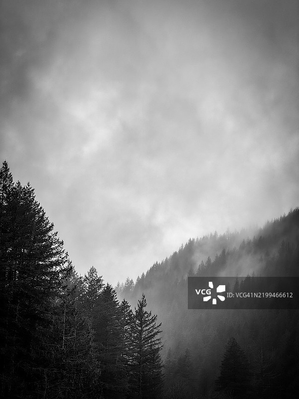 华盛顿州的森林中树木与天空相映图片素材