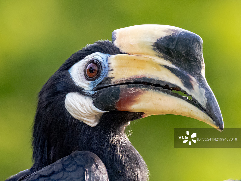 皱纹犀鸟的特写镜头图片素材