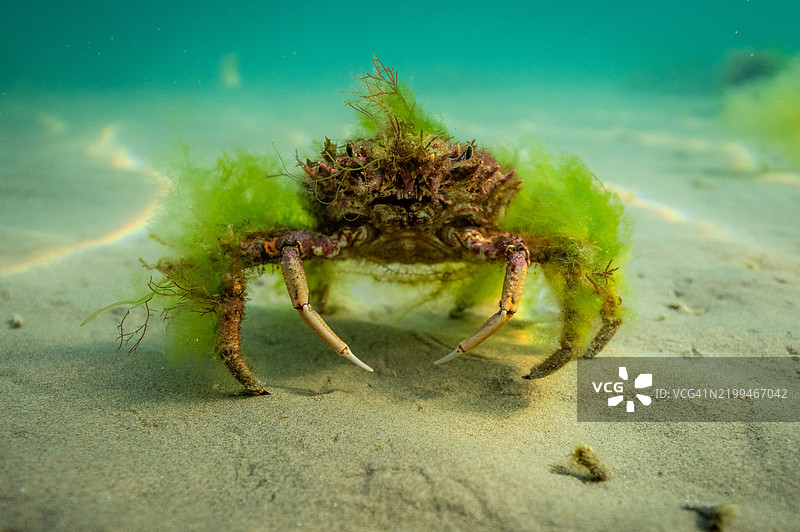 蜘蛛特写图片素材