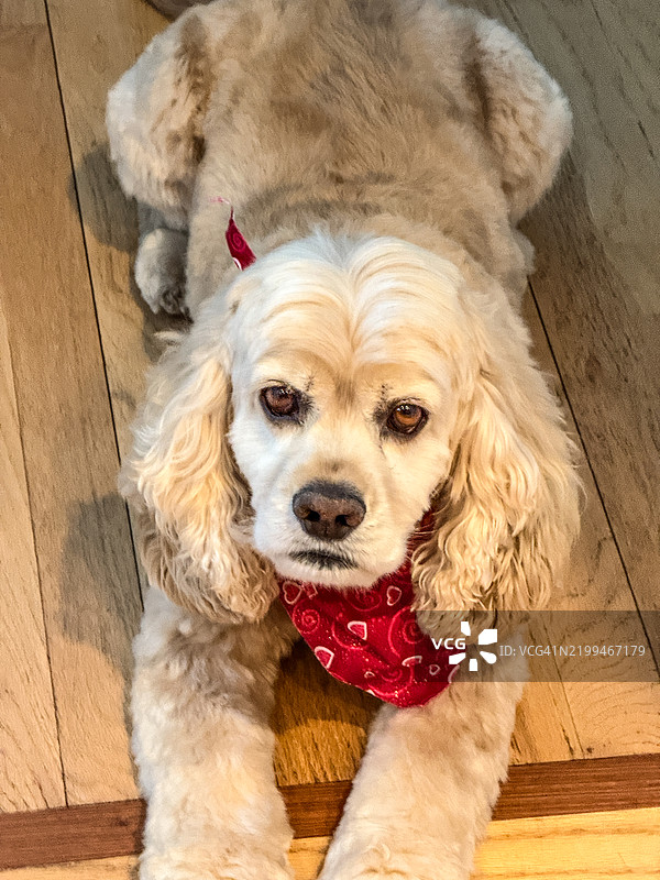 可卡犬图片素材