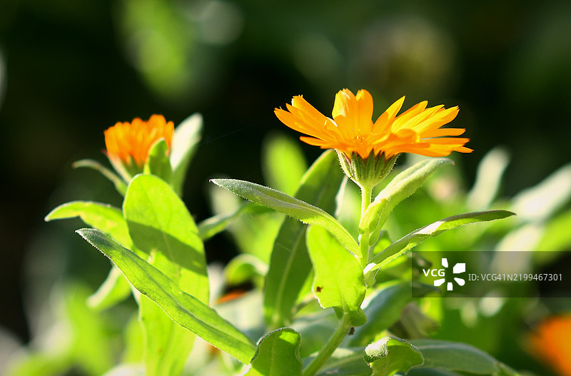 保加利亚开花植物的特写镜头图片素材