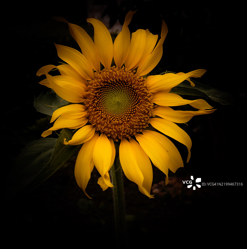 向日葵特写图片素材
