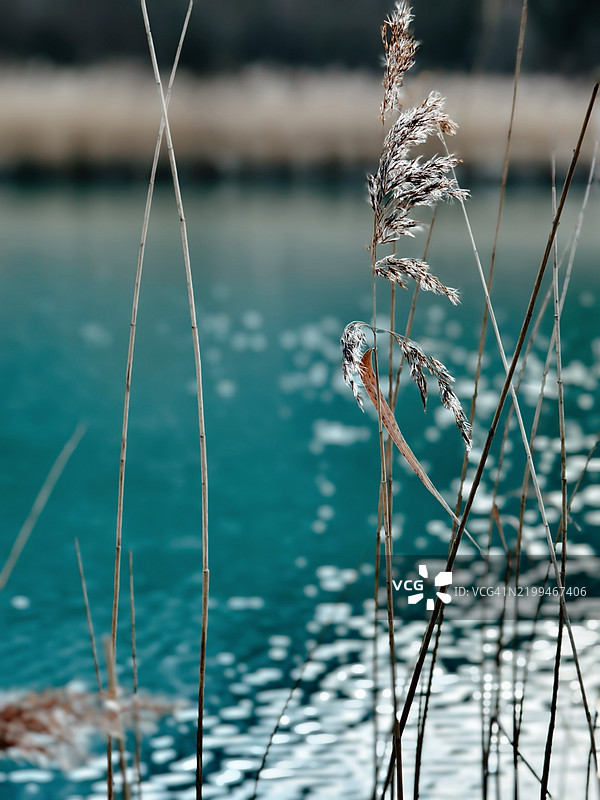 湖边植物特写，费尔德基兴，福拉尔贝格，奥地利图片素材