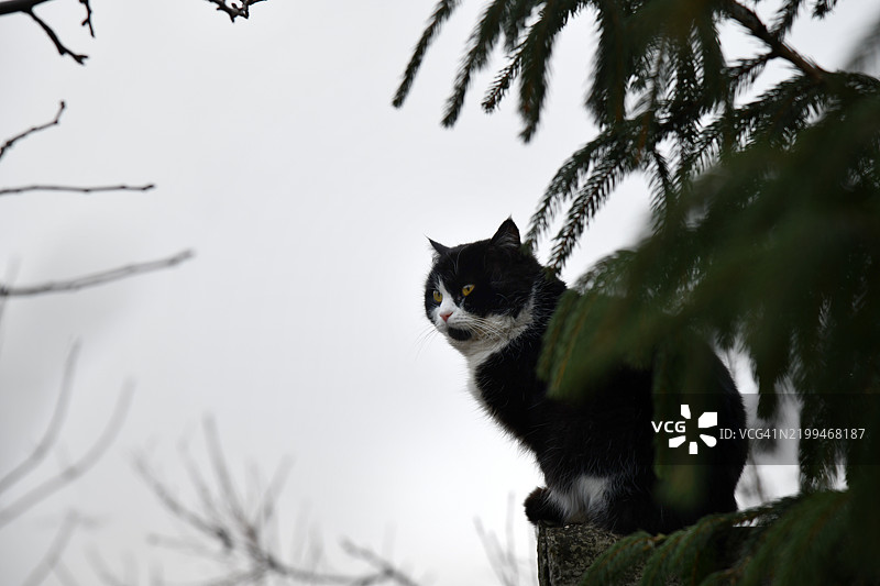 美丽的黑猫坐在花园的路上，抽象的自然背景，夏季可爱的家猫在散步中放松，仔细看向镜头，快乐的宠物在户外。图片素材