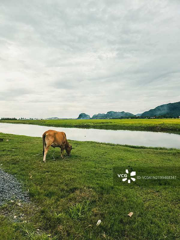 牛在池塘附近吃草，绿稻田俯瞰马来西亚玻璃市的山脉图片素材