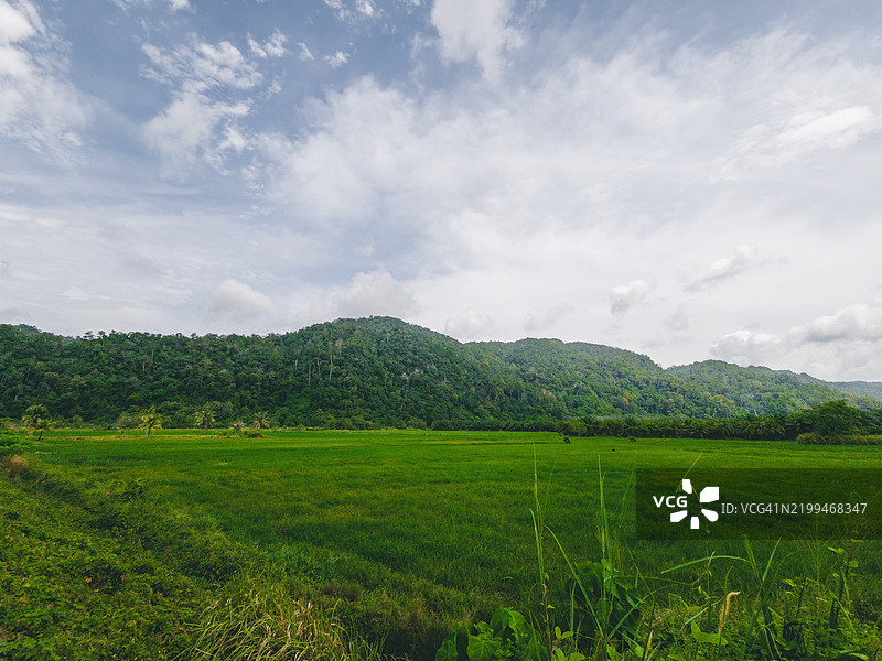 马来西亚玻璃市山附近美丽的绿色稻田图片素材