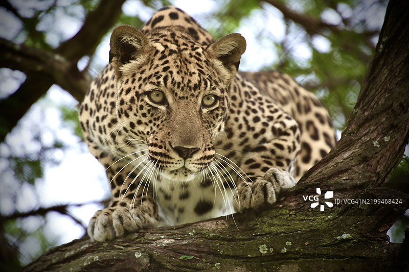 豹子坐在树上的特写镜头图片素材