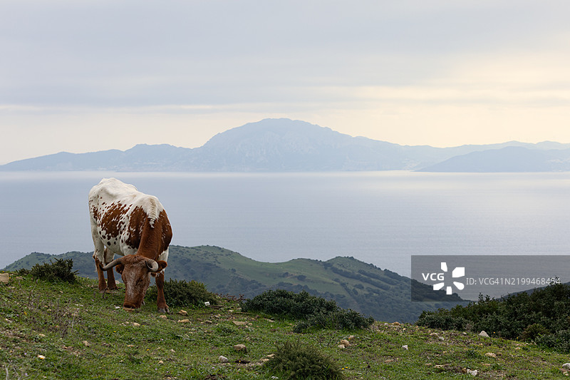 西班牙塔里法的一头牛在田野里图片素材