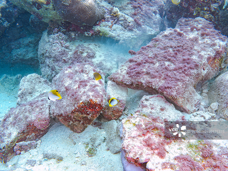 美丽的摩尔鱼和蝴蝶鱼在珊瑚礁上成群游动。东京伊豆群岛的式根岛 - 2024图片素材