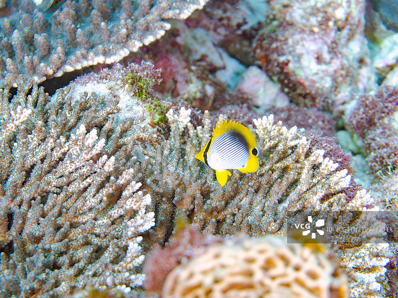 美丽的幼年黑背蝴蝶鱼（Chaetodon melannotus）及其他鱼类。东京伊豆群岛的式根岛 - 2024图片素材