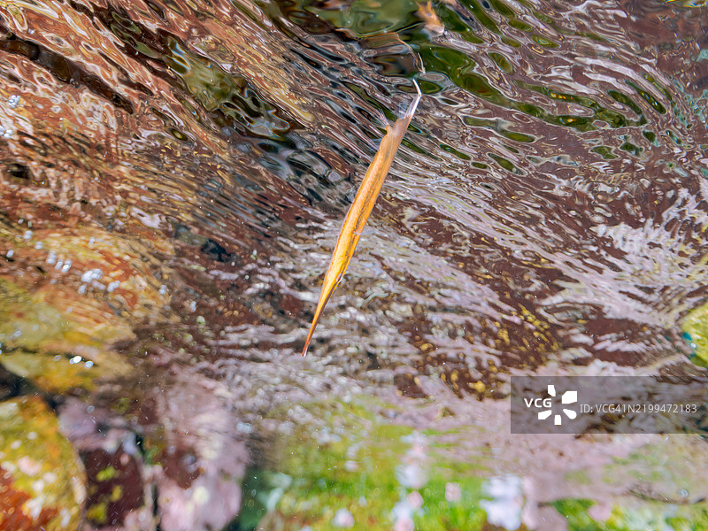 美丽的条纹虾鱼、剃刀鱼、带纹海龙等在水面上游动。东京伊豆群岛的式根岛 - 2024图片素材