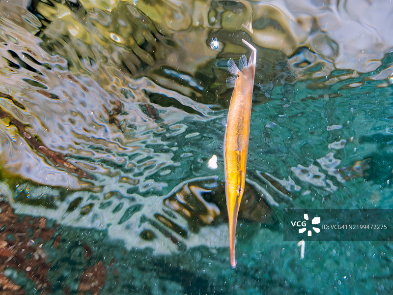 美丽的条纹虾鱼、剃刀鱼、带纹海龙等在水面上游动。东京伊豆群岛的式根岛 - 2024图片素材