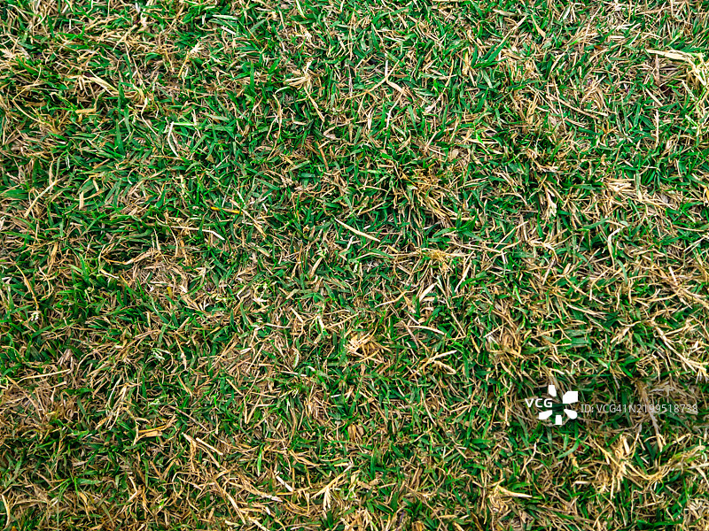 草地特写图片素材