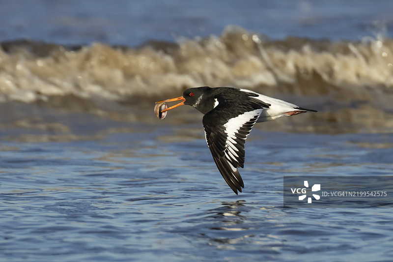 欧亚黑嘴鸥（Haematopus ostralegus）成年涉禽在英格兰海岸线上空飞翔，嘴里叼着一个贝壳，英国，欧洲图片素材