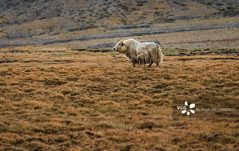 中国西藏高原上的白牦牛图片素材