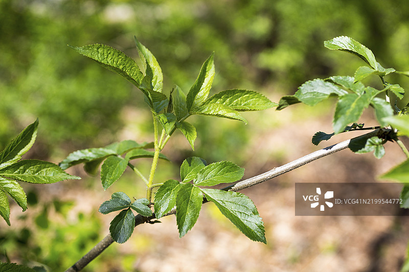 接骨木（黑接骨木）的叶子，萨克森，德国，欧洲图片素材