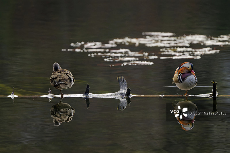 鸳鸯（Aix galericulata），雄性和雌性，正面视图，站在树干上，倒影，赫希湖，库夫施泰因，蒂罗尔，奥地利，欧洲图片素材