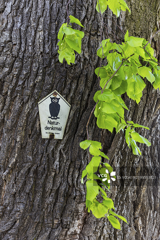 施莫斯多夫的自然纪念碑,历史悠久的夏季椴树(Tilia platyphyllos),估计年龄350-500年,位于德国萨克森州穆格利茨塔尔施莫斯多夫中心。图片素材