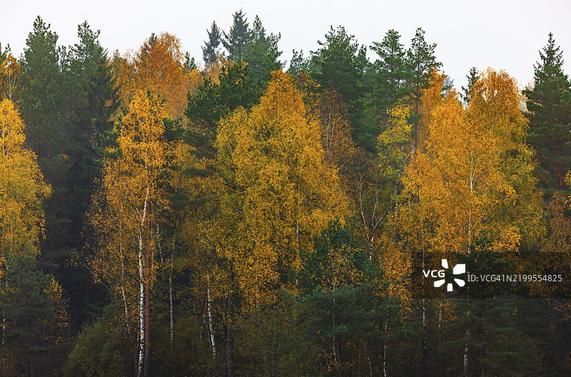 秋天色彩的白桦树与晨雾，奥地利下奥地利州瓦尔德维尔特尔的格缅德图片素材