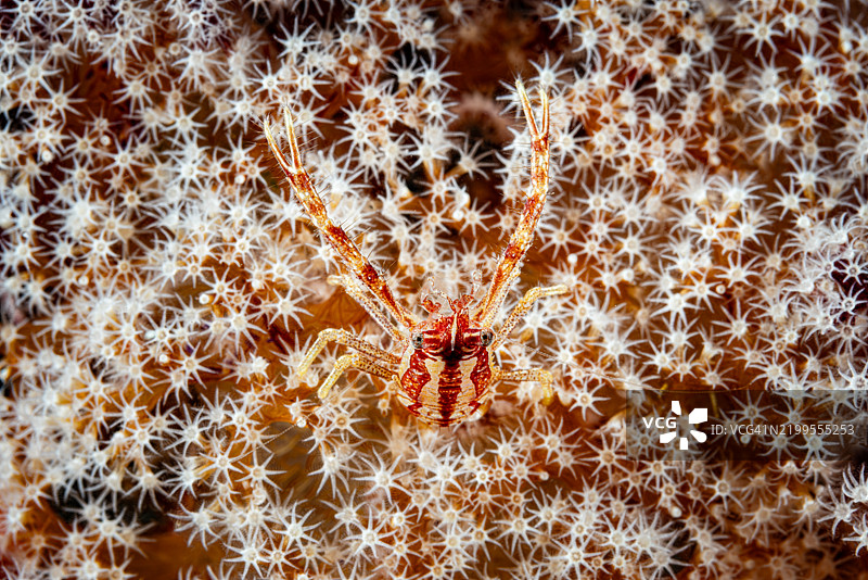 红条纹矮龙虾 Galathea 属于 Dendronephthya 软珊瑚，位于印度尼西亚伦贝海峡图片素材
