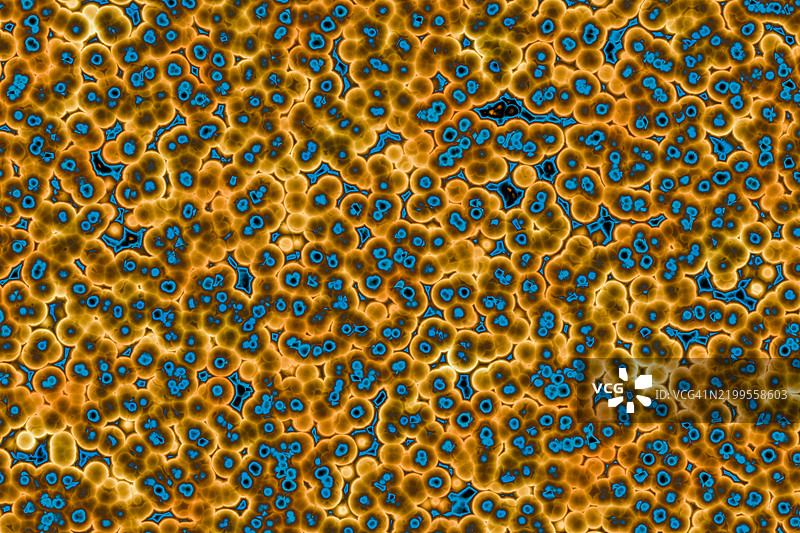 细菌细胞的形状：球菌、杆菌、螺旋菌背景图片素材