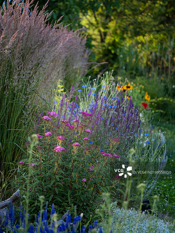 后院花园景观，生长着丰盛的卡尔·福斯特草、多年生和一年生植物，以及春季盛开的粉色和蓝色花朵的花坛。现代乡村小屋花园，带有观赏性混合花境。图片素材