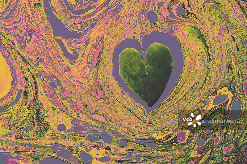 Ebru大理石海螺效果表面图案设计用于印刷图片素材