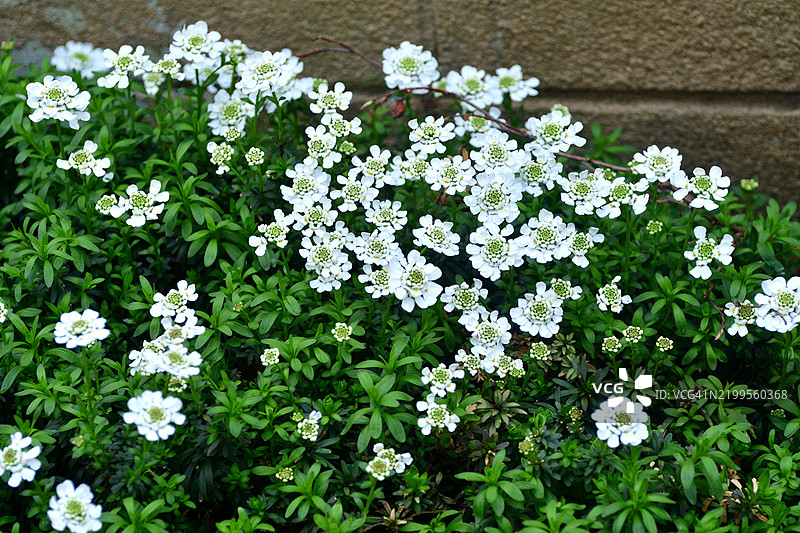 常春花：低矮的开花多年生植物，白色花朵和深绿色叶子图片素材