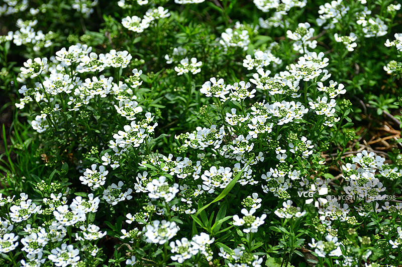 常春花：低矮的开花多年生植物，白色花朵和深绿色叶子图片素材