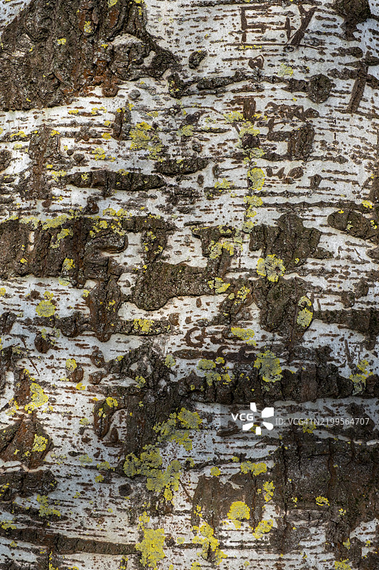 萨尔茨基特湖岸边的树皮，上面覆盖着苔藓和地衣，位于德国下萨克森州萨尔茨基特。图片素材