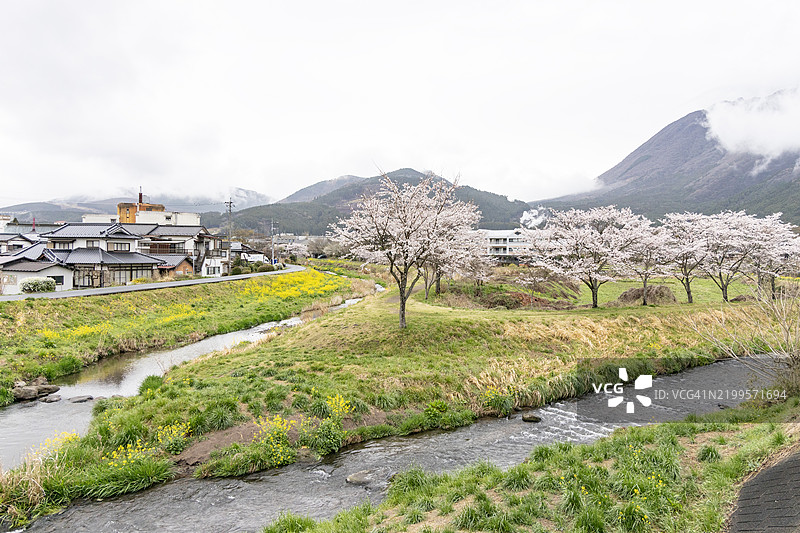 春天盛开的樱花树排在由布院温泉附近的大分河边。图片素材