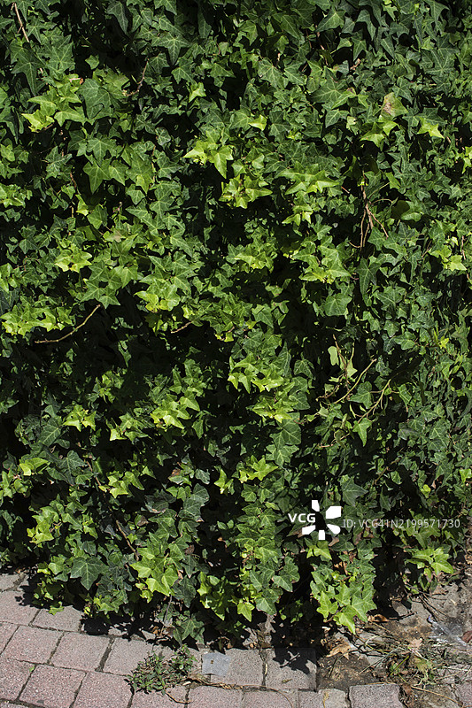 绿色叶子悬挂在墙上，映入眼帘图片素材