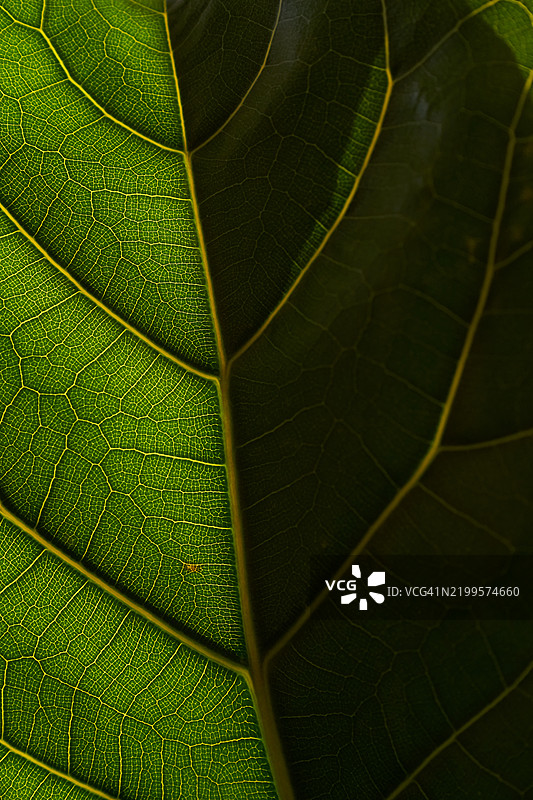 无花果叶。叶脉特写，充满整个画面。图片素材