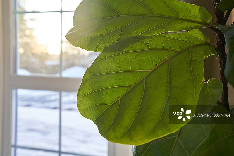 榕树叶。室内植物的叶子在雪窗背景下。图片素材