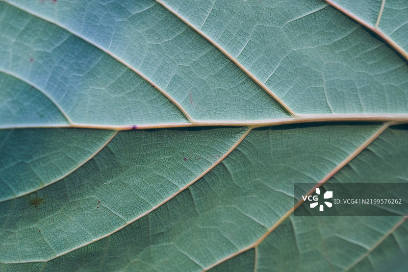 无花果叶。叶脉特写，充满整个画面。图片素材