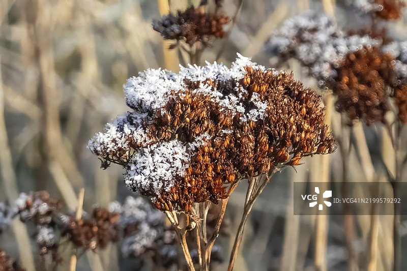 冬季霜冻覆盖的棕色干花特写图片素材