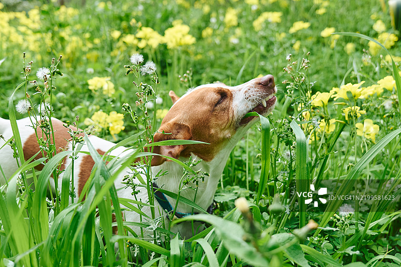 杰克罗素梗在春天的草地上吃草，周围有黄色花朵。宠物的消化问题。温暖季节照顾动物以防寄生虫。图片素材