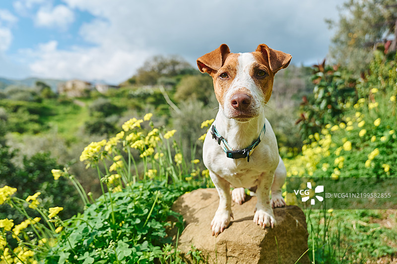 杰克罗素梗狗坐在花园里的石头上。温暖季节照顾动物以防止寄生虫。图片素材