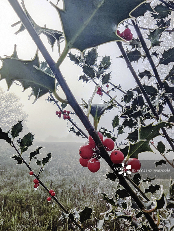 霜冻中的冬青果实 (Ilex)图片素材