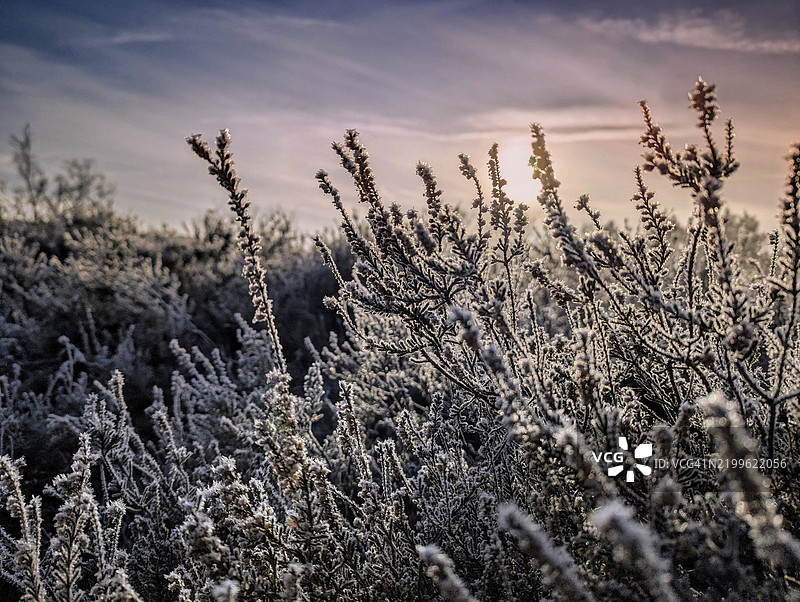 冬季的石楠（Calluna vulgaris），在汉堡的自然保护区Fischbeker Heide中，覆盖着霜冻。图片素材